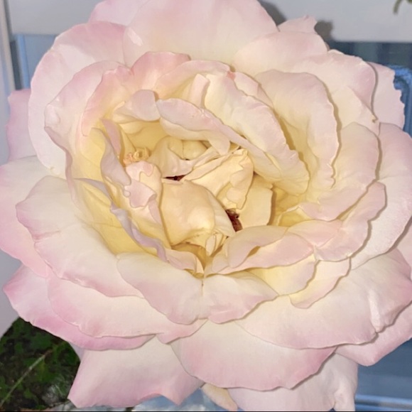 Meet your Posher! - Picture 1 of 1